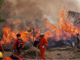 los incendios forestales vuelven a afectar bosques y parques nacionales en Bolivia, tras la tragedia de 2024. Foto: cortesía CEJIS
