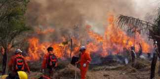 los incendios forestales vuelven a afectar bosques y parques nacionales en Bolivia, tras la tragedia de 2024. Foto: cortesía CEJIS