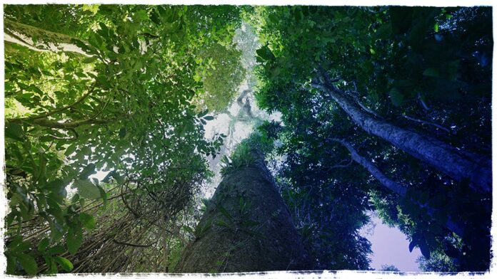 Área forestal en la Tierra Indígena Kayapó (PA), una de las que pueden verse afectadas por la minería de litio en la Amazonía (Foto: Fernanda Ligabue/Repórter Brasil)