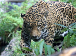El jaguar es una especie amenazada en Bolivia por la cacería furtiva, el tráfico de fauna y la destrucción de su hábitat. Imagen de referencia. Foto: cortesía Unión Internacional para la Conservación de la Naturaleza de los Países Bajos (UICN NL)