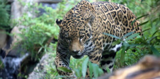 El jaguar es una especie amenazada en Bolivia por la cacería furtiva, el tráfico de fauna y la destrucción de su hábitat. Imagen de referencia. Foto: cortesía Unión Internacional para la Conservación de la Naturaleza de los Países Bajos (UICN NL)