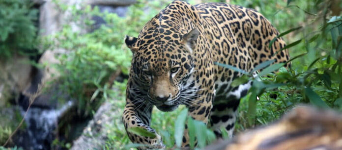 Santuario Jaguar Bolivia El jaguar es una especie amenazada en Bolivia por la cacería furtiva, el tráfico de fauna y la destrucción de su hábitat. Imagen de referencia. Foto: cortesía Unión Internacional para la Conservación de la Naturaleza de los Países Bajos (UICN NL)
