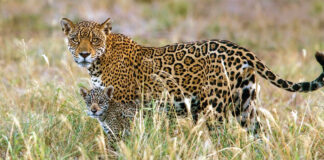 Bolivia ha promulgado recientemente decretos que ponen en riesgo al jaguar ( Panthera onca ) y su hábitat. Foto: Daniel Alarcón