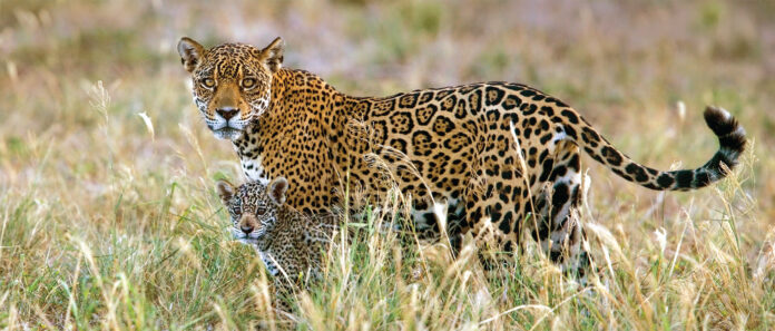pantera Onca Bolivia Bolivia ha promulgado recientemente decretos que ponen en riesgo al jaguar ( Panthera onca ) y su hábitat. Foto: Daniel Alarcón
