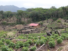 Al ingreso del Parque Nacional Amboró, en la comunidad Nuevo Surutú, Santa Cruz, Bolivia, se talaron los árboles para instalar cultivos. Foto: Iván Paredes