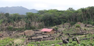 Al ingreso del Parque Nacional Amboró, en la comunidad Nuevo Surutú, Santa Cruz, Bolivia, se talaron los árboles para instalar cultivos. Foto: Iván Paredes