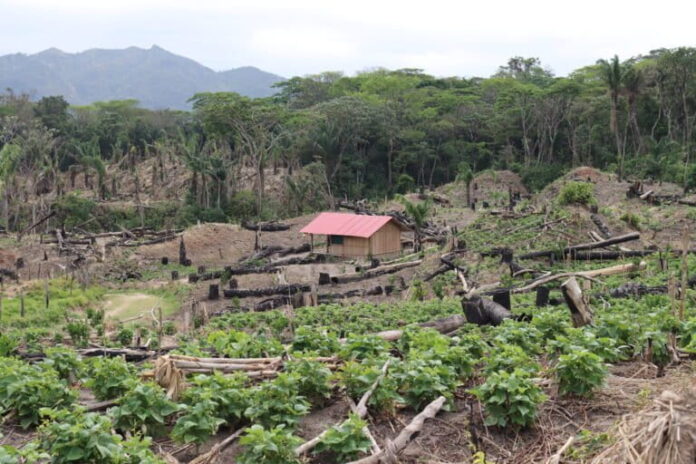 Avasallamientos al ingreso del Parque Nacional Amboró Al ingreso del Parque Nacional Amboró, en la comunidad Nuevo Surutú, Santa Cruz, Bolivia, se talaron los árboles para instalar cultivos. Foto: Iván Paredes