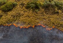 Los incendios forestales son una de las causas que obligan a comunidades enteras a desplazarse dentro y fuera de sus territorios en diversas regiones del mundo.