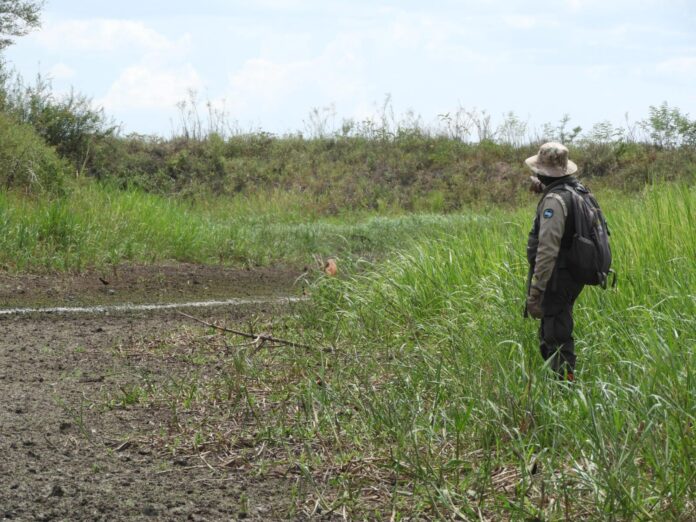 QUIEREN SILENCIAR A GUARDAPARQUES DE BOLIVIA Guardaparque en labores de monitoreo en un área protegida. Su voz desde territorio es clave para alertar y proteger el patrimonio natural del país. Foto: Rocío Lloret Céspedes