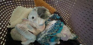 Polluelos de parabas encontrados durante la intervención; varios eran ofrecidos para su venta como mascotas. Foto: Gobernación de Santa Cruz
