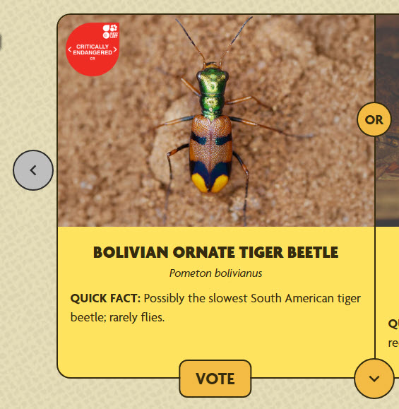 Concurso Pometon bolivianus votación