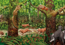 ¿Qué se celebra en el Día Mundial de la Vida Silvestre? Cada 3 de marzo, el Día Mundial de la Vida Silvestre invita a reflexionar sobre la diversidad de especies que habitan Bolivia y los desafíos para su protección. Crédito: Ilustración extraída del libro Mamíferos Medianos y Grandes de Bolivia.