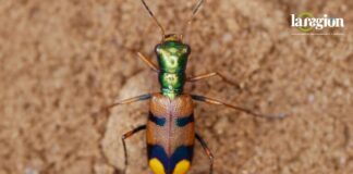 Escarabajo tigre (Pometon bolivianus)