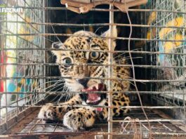 Cachorra de jaguar que fue rescatada con 92 perdigones de metal en el cuerpo. Foto: Gobernación de Santa Cruz