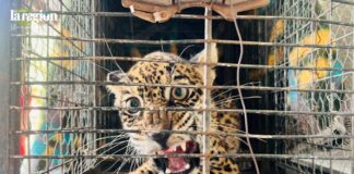 Cachorra de jaguar que fue rescatada con 92 perdigones de metal en el cuerpo. Foto: Gobernación de Santa Cruz