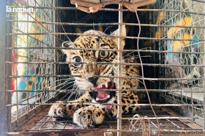 Gobernación de Santa Cruz Cachorra de jaguar que fue rescatada con 92 perdigones de metal en el cuerpo. Foto: Gobernación de Santa Cruz