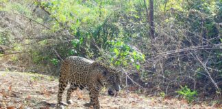 Jaguar (Panthera onca). Foto: FCBC