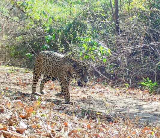 Jaguar (Panthera onca). Foto: FCBC