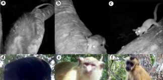 Habitantes de las alturas. El mosaico captado por las cámaras trampa muestra la diversidad de mamíferos en el dosel chiquitano. Entre las especies registradas se encuentran: (a, b y c) variedades de carachupitas, incluyendo la carachupita de cola lanuda (Glironia venusta); (d) manechi negro (Alouatta cf. caraya); (e) mono león (Mico melanurus); (f) mono martín (Sapajus apella); (g) mono michi o poto (Potos flavus); e (h e i) especies de ardillas o masis (Hadrosciurus spadiceus y Notosciurus pucheranii).