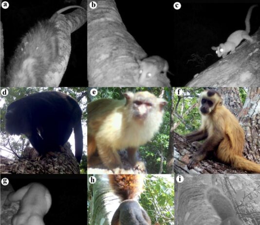 Habitantes de las alturas. El mosaico captado por las cámaras trampa muestra la diversidad de mamíferos en el dosel chiquitano. Entre las especies registradas se encuentran: (a, b y c) variedades de carachupitas, incluyendo la carachupita de cola lanuda (Glironia venusta); (d) manechi negro (Alouatta cf. caraya); (e) mono león (Mico melanurus); (f) mono martín (Sapajus apella); (g) mono michi o poto (Potos flavus); e (h e i) especies de ardillas o masis (Hadrosciurus spadiceus y Notosciurus pucheranii).