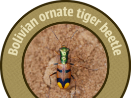 El escarabajo tigre boliviano (Pometon bolivianus) tras ganar el Uproar 2026 con más de 300.000 votos, un triunfo que asegura fondos para la Chiquitania. Foto: Página oficial de Uproar.