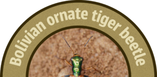 El escarabajo tigre boliviano (Pometon bolivianus) tras ganar el Uproar 2026 con más de 300.000 votos, un triunfo que asegura fondos para la Chiquitania. Foto: Página oficial de Uproar.