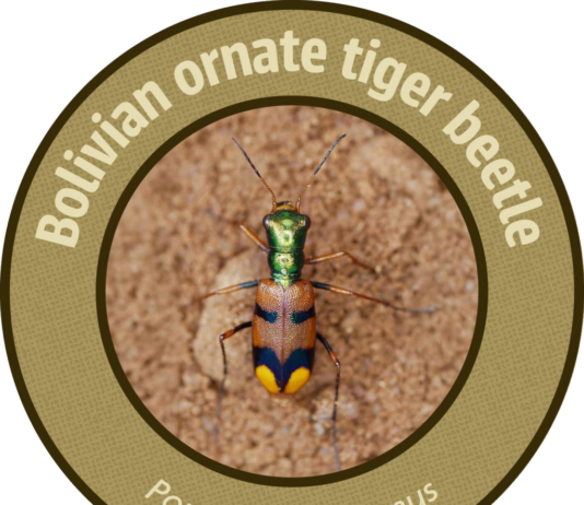 El escarabajo tigre boliviano (Pometon bolivianus) tras ganar el Uproar 2026 con más de 300.000 votos, un triunfo que asegura fondos para la Chiquitania. Foto: Página oficial de Uproar.