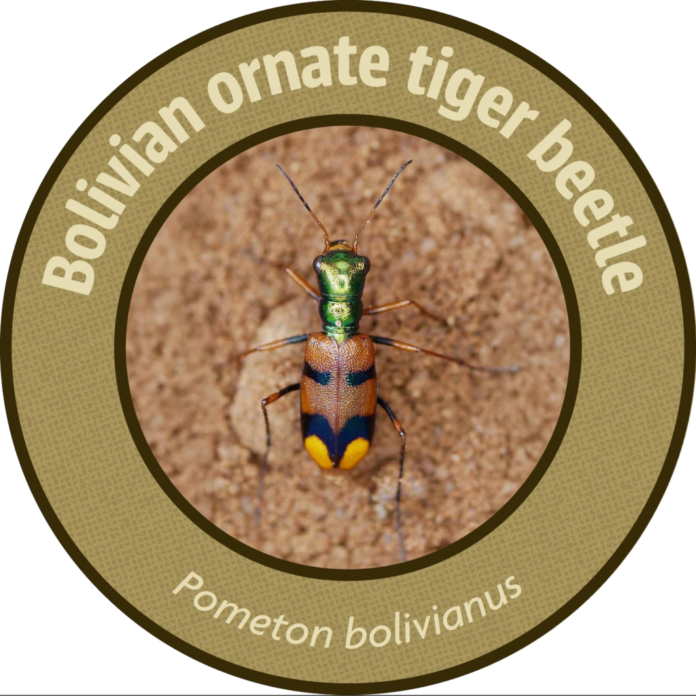 El escarabajo tigre boliviano (Pometon bolivianus) tras ganar el Uproar 2026 con más de 300.000 votos, un triunfo que asegura fondos para la Chiquitania. Foto: Página oficial de Uproar.