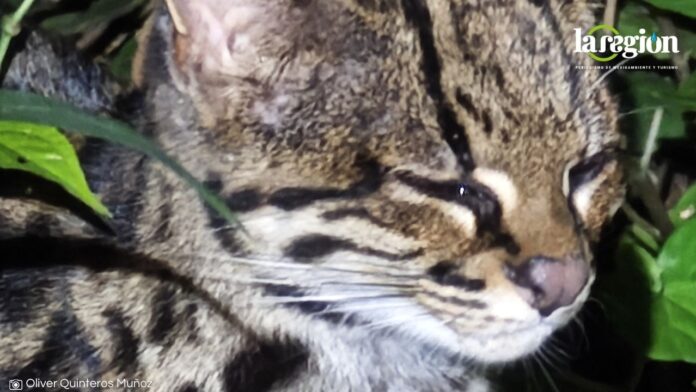 Gato Tigre Nublado (1) Gentileza Oliver Quinteros Muñoz