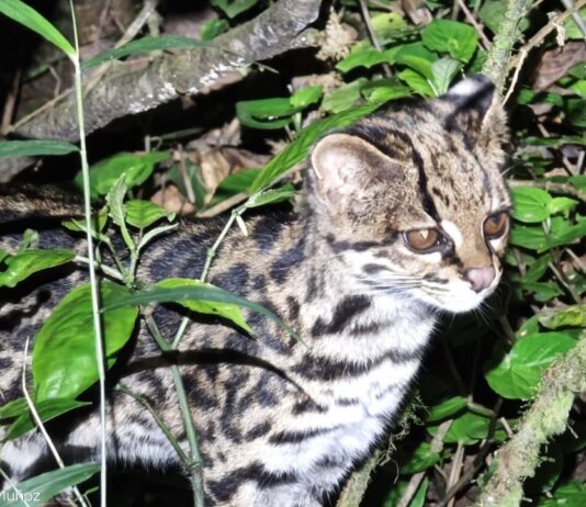 Gato nublado sorprende a científicos en el Parque Nacional Carrasco Gentileza Oliver Quinteros Muñoz