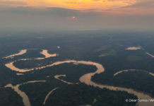 La Amazonia podría colapsar antes de 2030: un estudio advierte que la deforestación acelera el punto de no retorno