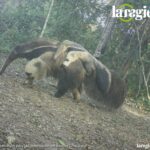 Osa bandera (Myrmecophaga tridactyla) transportando a su cría en el Bosque Seco Chiquitano. El registro fue captado en julio de 2025, mediante cámaras trampa en el Centro de Estudios Alta Vista (Concepción, Santa Cruz), un área manejada bajo el enfoque de Paisajes Productivos Protegidos. Foto: Cortesía Fundación para la Conservación del Bosque Chiquitano