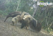 Oso bandera en Bolivia: el gigante de las garras de oro que protege los ecosistemas Osa bandera (Myrmecophaga tridactyla) transportando a su cría en el Bosque Seco Chiquitano. El registro fue captado en julio de 2025, mediante cámaras trampa en el Centro de Estudios Alta Vista (Concepción, Santa Cruz), un área manejada bajo el enfoque de Paisajes Productivos Protegidos. Foto: Cortesía Fundación para la Conservación del Bosque Chiquitano