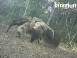 Osa bandera (Myrmecophaga tridactyla) transportando a su cría en el Bosque Seco Chiquitano. El registro fue captado en julio de 2025, mediante cámaras trampa en el Centro de Estudios Alta Vista (Concepción, Santa Cruz), un área manejada bajo el enfoque de Paisajes Productivos Protegidos. Foto: Cortesía Fundación para la Conservación del Bosque Chiquitano