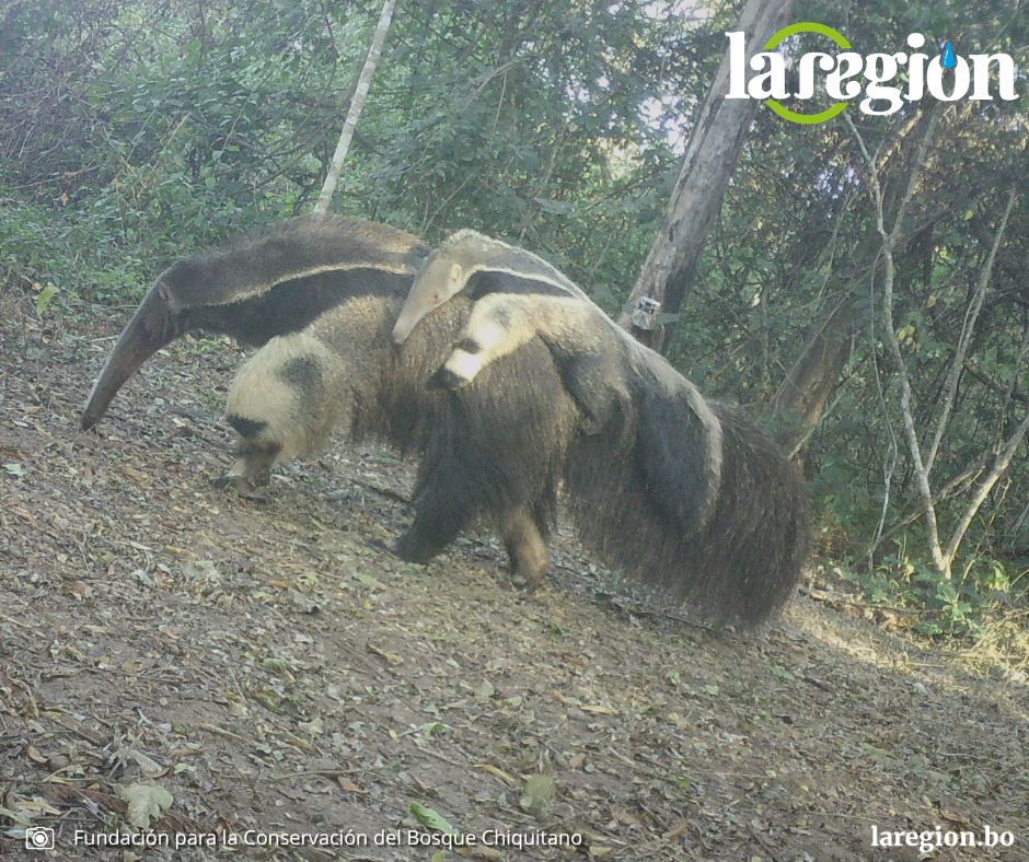 Oso bandera en Bolivia: el gigante de las garras de oro que protege los ecosistemas