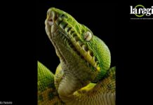 Boa esmeralda, la joya de la Amazonia