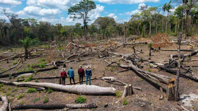 AMAZONIA TRAFICO DE TIERRAS BOLIVIA Los avasallamientos son una amenaza recurrente para los pueblos indígenas amazónicos. En la comunidad Los Ángeles del territorio Monte Verde, los indígenas chiquitanos se enfrentaron a los invasores y los desalojaron | Foto: Edy Yobanny Velasco