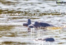Los juegos secretos del bufeo boliviano: un encuentro excepcional en el río Yacuma de Beni La presencia del bufeo boliviano indica que el río conserva un ecosistema saludable, ya que ayuda a mantener el equilibrio al alimentarse de más de 50 especies de peces. Foto: Gabriela Villanueva