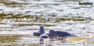 La presencia del bufeo boliviano indica que el río conserva un ecosistema saludable, ya que ayuda a mantener el equilibrio al alimentarse de más de 50 especies de peces. Foto: Gabriela Villanueva