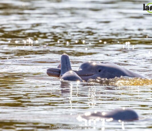 La presencia del bufeo boliviano indica que el río conserva un ecosistema saludable, ya que ayuda a mantener el equilibrio al alimentarse de más de 50 especies de peces. Foto: Gabriela Villanueva