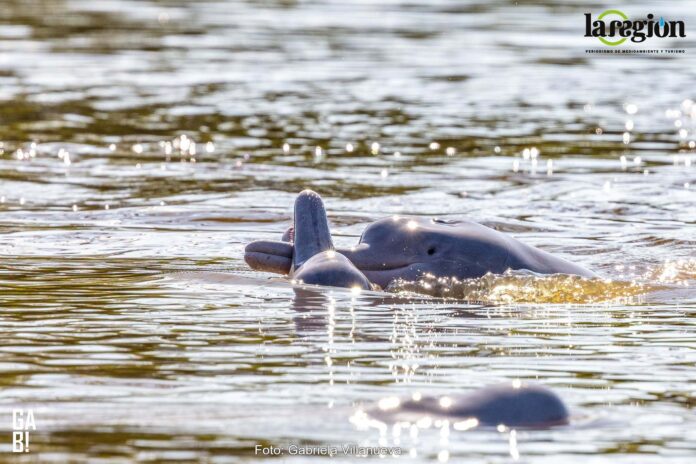La presencia del bufeo boliviano indica que el río conserva un ecosistema saludable, ya que ayuda a mantener el equilibrio al alimentarse de más de 50 especies de peces. Foto: Gabriela Villanueva