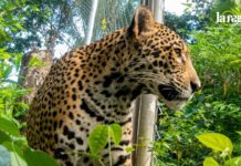 Detrás de la liberación de Yaguara, la jaguar que se salvó de los incendios en Bolivia Una jaguar que sobrevivió a los incendios forestales tiene una nueva oportunidad de regresar a la vida silvestre. Foto: CIWY