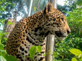 Una jaguar que sobrevivió a los incendios forestales tiene una nueva oportunidad de regresar a la vida silvestre. Foto: CIWY