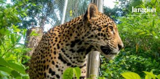 Una jaguar que sobrevivió a los incendios forestales tiene una nueva oportunidad de regresar a la vida silvestre. Foto: CIWY