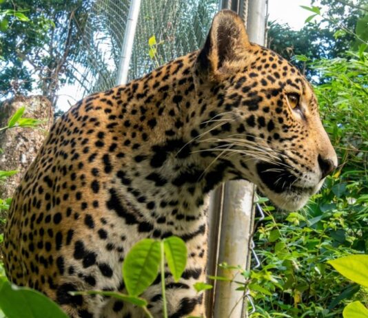 Una jaguar que sobrevivió a los incendios forestales tiene una nueva oportunidad de regresar a la vida silvestre. Foto: CIWY