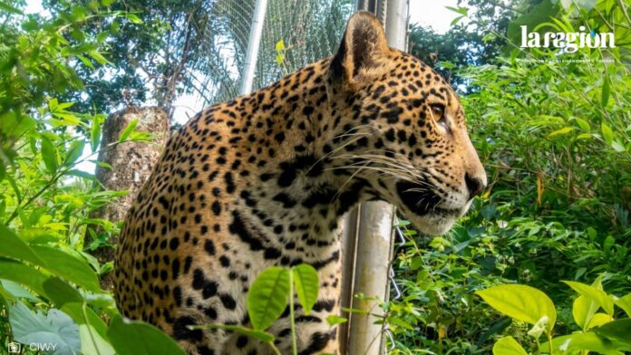 JAGUA BOLVIA (2) Una jaguar que sobrevivió a los incendios forestales tiene una nueva oportunidad de regresar a la vida silvestre. Foto: CIWY
