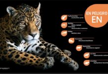 Radiografía de la biodiversidad en riesgo: Cómo se construyó el Libro Rojo de Bolivia y dónde descargar sus capítulos El jaguar encabeza la lista de mamíferos catalogados como En Peligro (EN) en la actualización del Libro Rojo de los Vertebrados de Bolivia, una herramienta clave para orientar las acciones de conservación de la biodiversidad.