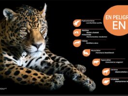 El jaguar encabeza la lista de mamíferos catalogados como En Peligro (EN) en la actualización del Libro Rojo de los Vertebrados de Bolivia, una herramienta clave para orientar las acciones de conservación de la biodiversidad.