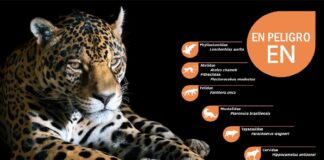 El jaguar encabeza la lista de mamíferos catalogados como En Peligro (EN) en la actualización del Libro Rojo de los Vertebrados de Bolivia, una herramienta clave para orientar las acciones de conservación de la biodiversidad.
