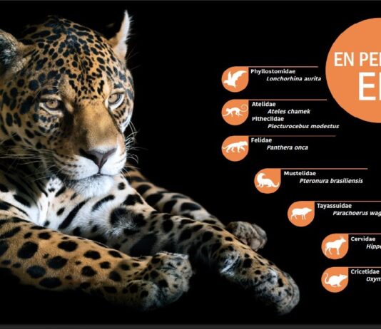 El jaguar encabeza la lista de mamíferos catalogados como En Peligro (EN) en la actualización del Libro Rojo de los Vertebrados de Bolivia, una herramienta clave para orientar las acciones de conservación de la biodiversidad.